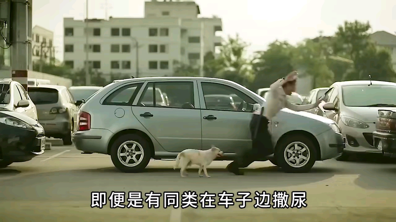 奇怪wpk俱乐部影谈：奇怪~又长脑洞了！ 报恩的狗子，还会洗车啊？