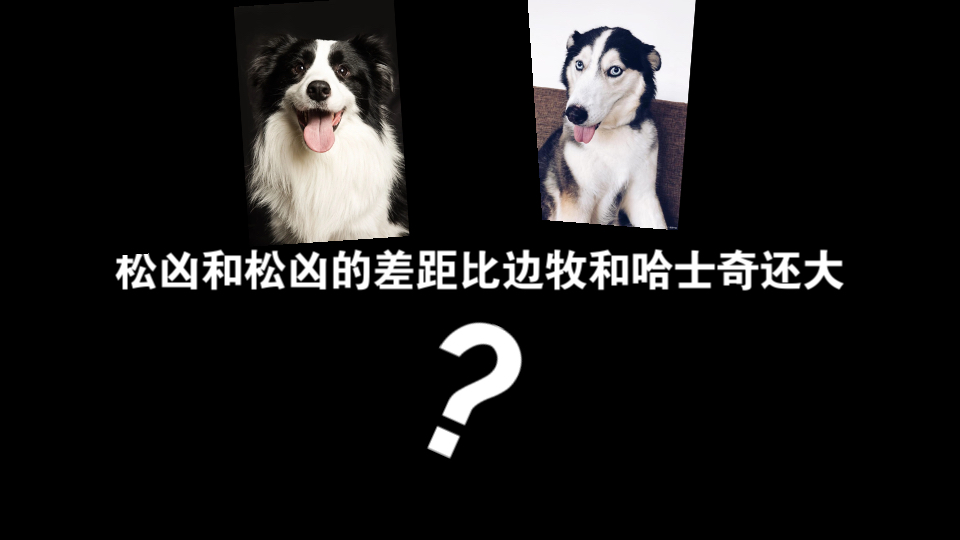 松凶和松凶的差距比边牧和哈士奇还大