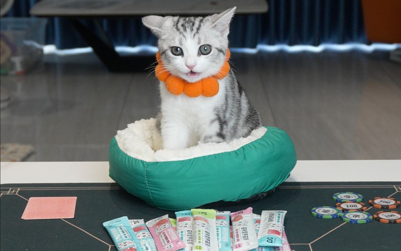 猫咪居然会玩德州扑克