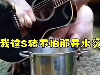 你这个死猪不怕开水烫