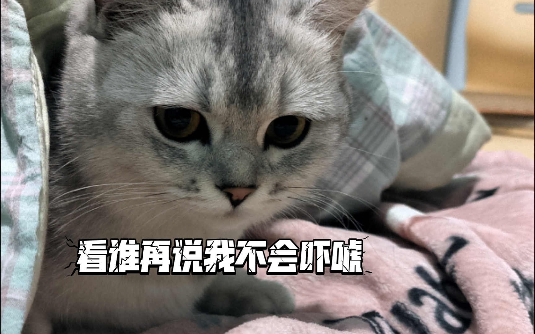 成功的donk和吓唬~