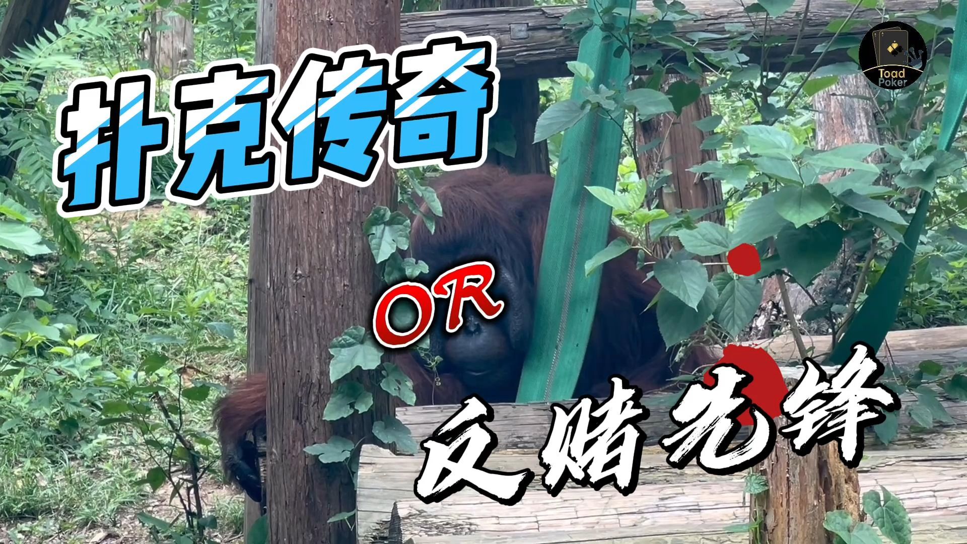 扑克传奇OR反赌先锋？德州扑克三十万手挑战