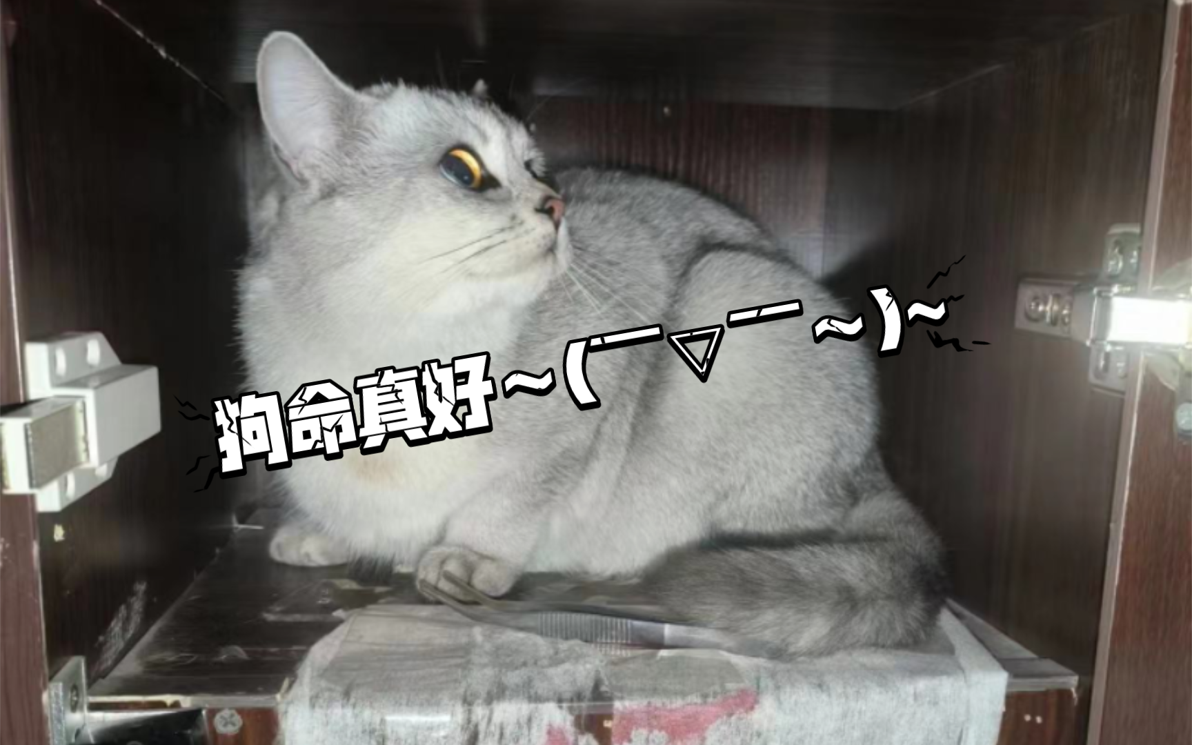 AA的一百万种死法第一弹