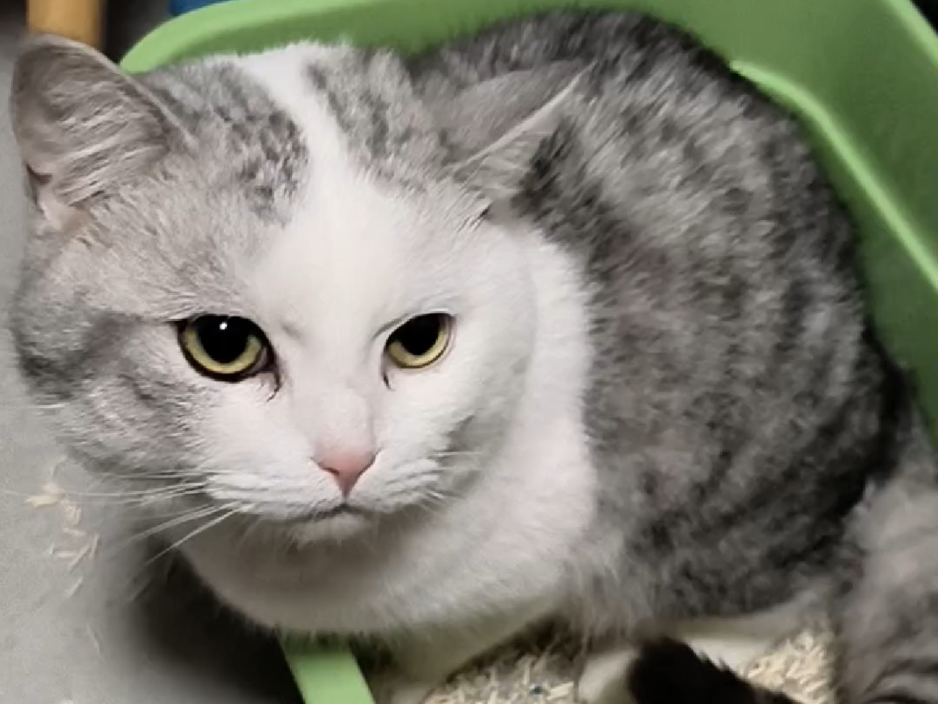 小奶猫可爱可爱 沦陷啦~
