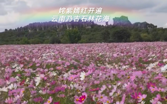送一万朵格桑花给你—云南乃古石林花海