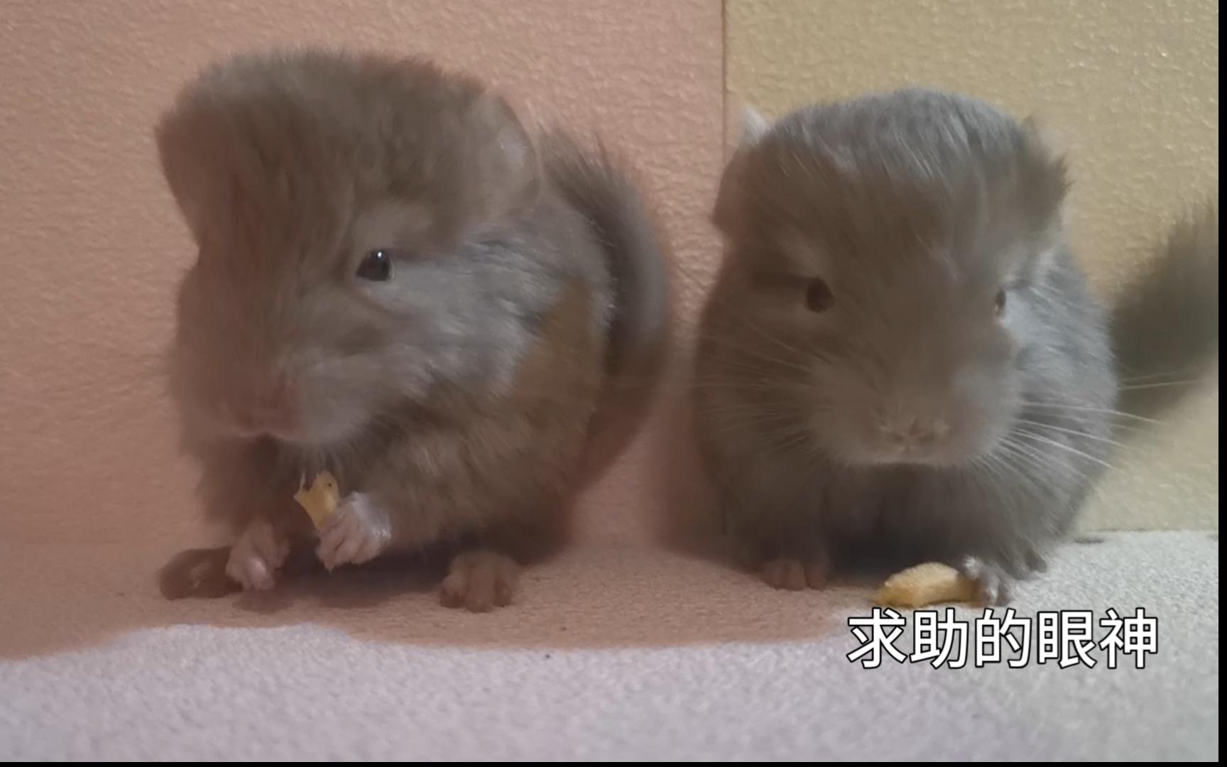 嗯。。冒昧问一下有个显眼包妹妹怎么办。。