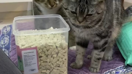 胆小的猫咪就像我 是天生还是环境使然？